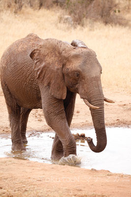 水場にいるゾウたちは、より生き生きしてみえる。　(Tsavo West NP)