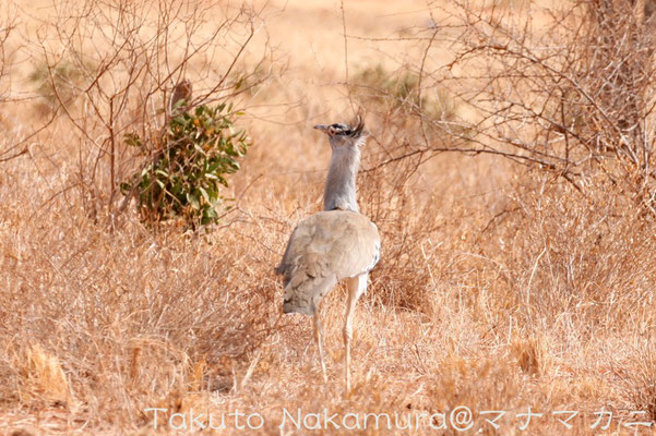 大きいものは体長1.5ｍ,体重18kg。飛翔する鳥の中では最大。