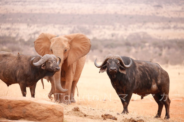 ゾウ、接近。　(Tsavo East NP)