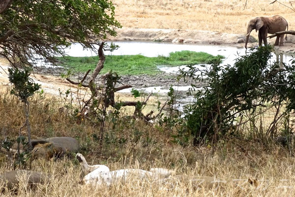 うしろの水飲み場にゾウがやってきたがまるで気づかない様子だ。　(Tsavo West NP)