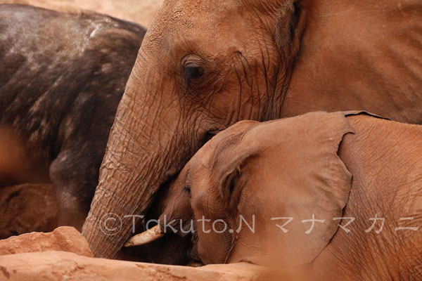 鼻が短くて水に届かない子どものために、水を汲んで、口に入れてやっていたようだ。　(Tsavo East NP)　