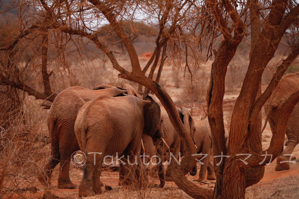 樹もゾウもツァボの赤土に染まっていた。　(Tsavo East NP)