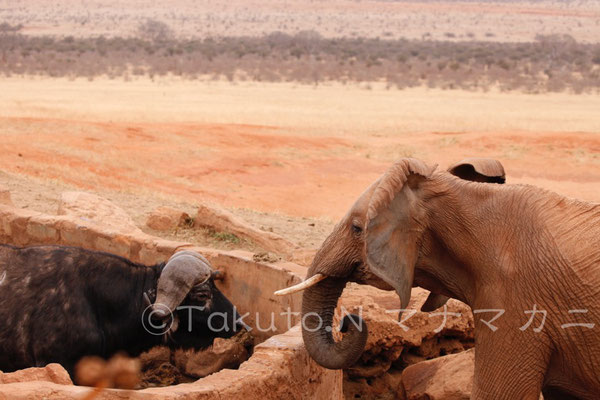 水場をめぐり睨み合うバッファローと若いゾウ。　(Tsavo East NP)