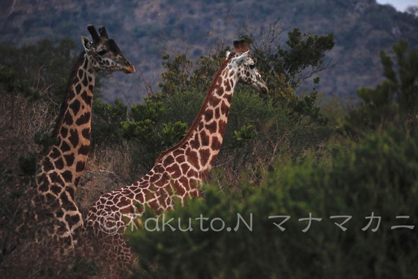 夕暮れ。キリンはある程度すると子ども同士でいることがあるようだ。　(Tsavo East NP)