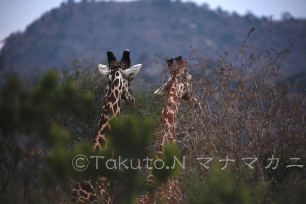 オトナたちの帰りを待っているのだろうか。　(Tsavo East NP)