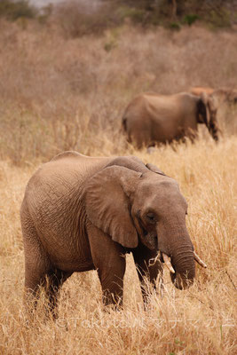 夕方の食事タイム。　(Tsavo East NP)