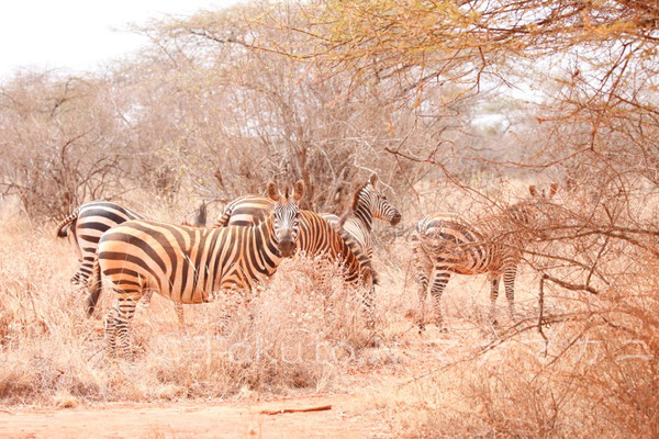 体が赤い。　(Tsavo West NP)