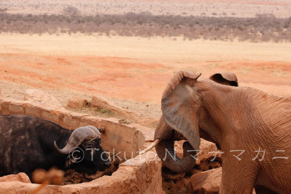 ゆずりたくない、のだ。睨み合う。　(Tsavo East NP)