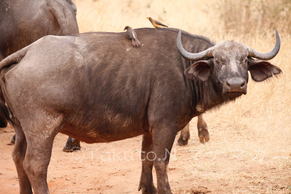 おそらくこちらはメス。メスの角は中央で繋がらないそうだ。　(Tsavo West NP)