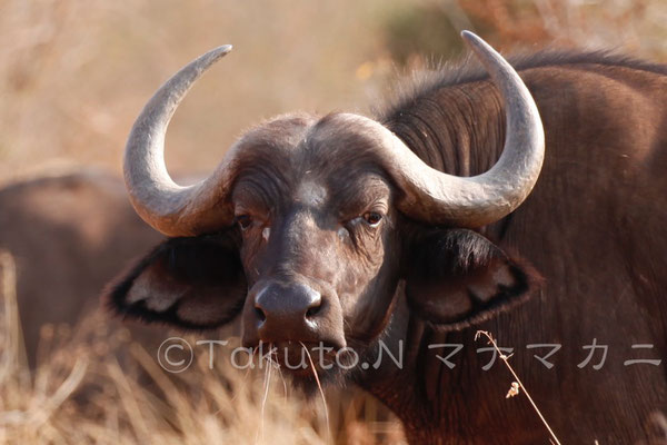 こちらは一見おっとり派。口からはみ出ているのは草。　(Tsavo West NP)