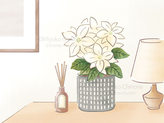 白いポインセチアのイラスト