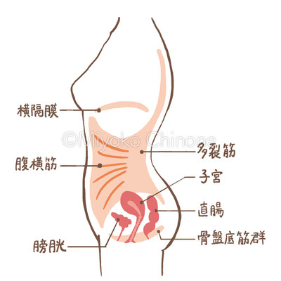 筋肉の図解イラスト