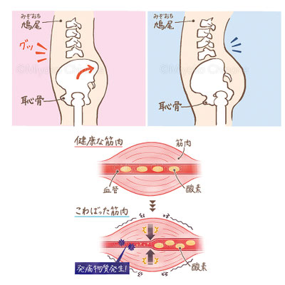 骨と筋肉の図解イラスト