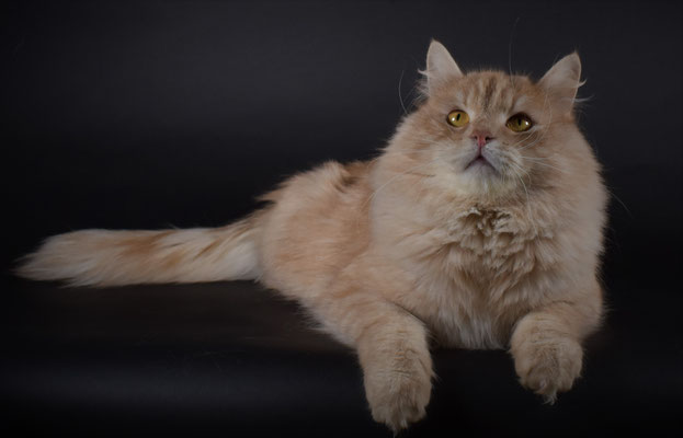 cucciolo gatto siberiano
