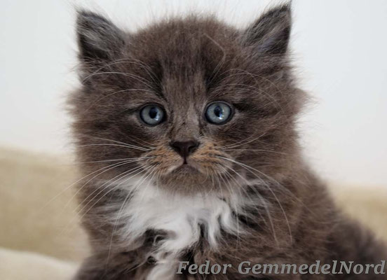 Immagine Gatto Siberiano allevamento gatto siberiano