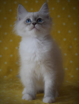 Cucciolo gatto siberiano vendita