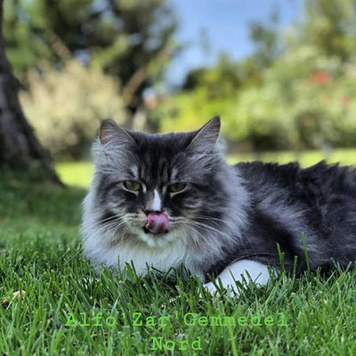 Immagine Gatto Siberiano allevamento gatto siberiano