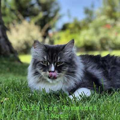 Immagine Gatto Siberiano allevamento gatto siberiano