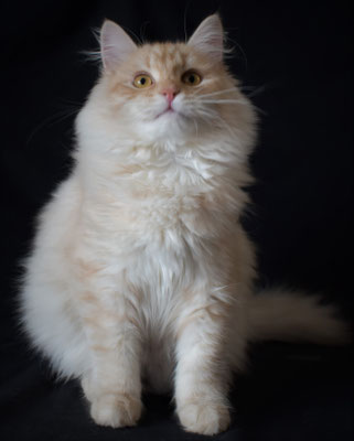 ALLEVAMENTO GATTO SIBERIANO