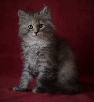 Immagine Gatto Siberiano allevamento gatto siberiano