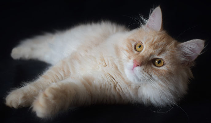 gatto siberiano