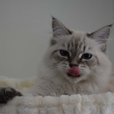 Immagine Gatto Siberiano allevamento gatto siberiano