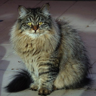 Immagine Gatto Siberiano allevamento gatto siberiano