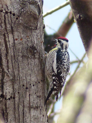Pic maculé (Sphyrapicus varius) est un oiseau qui appartient à la famille des Picidés et à l'ordre des Piciformes.