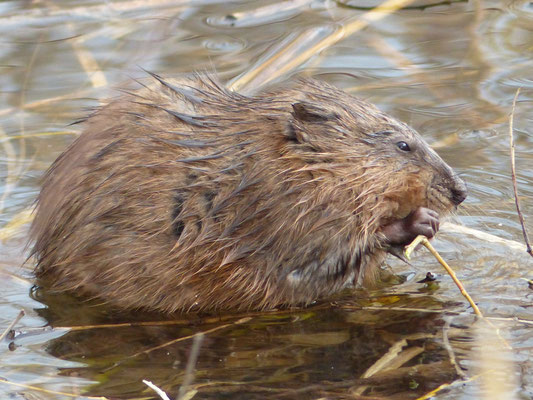 Le rat musqué est un bon rongeur de branches comme le castor...