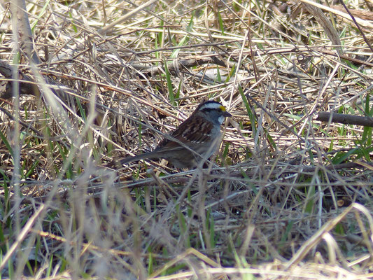 Bruant à gorge blanche (Zonotrichia albicollis) est un oiseau qui appartient à la famille des Emberizidés et à l'ordre des Passériformes.