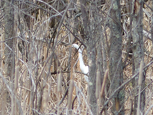 La Grande Aigrette (Ardea alba) est un oiseau qui appartient à la famille des Ardéidés et à l'ordre des Pélécaniformes.
