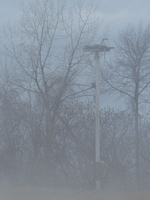 Nichoir à Pygargue à tête blanche dans le GROS brouillard !....