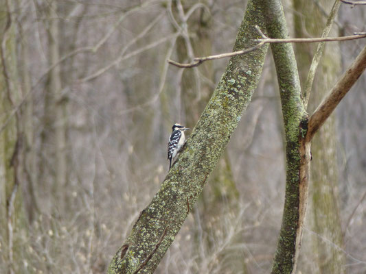  Pic mineur (Dryobates pubescens) est un oiseau qui appartient à la famille des Picidés et à l'ordre des Piciformes.
