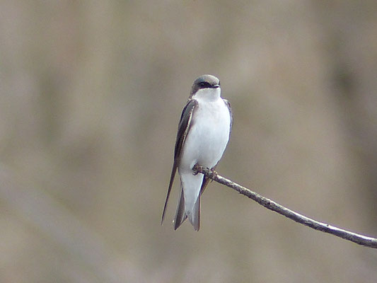 Hirondelle bicolore (Tachycineta bicolor) est un oiseau qui appartient à la famille des Hirundinidés et à l'ordre des Passériformes.