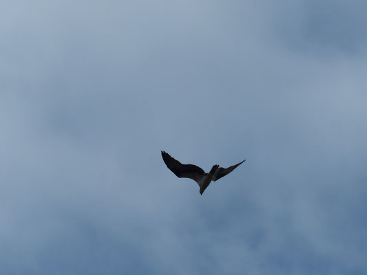  Le Balbuzard pêcheur (Pandion haliaetus) est une espèce de rapaces diurnes de taille moyenne ; c'est un piscivore spécialisé et cosmopolite.