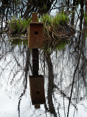 Nichoir à canards...