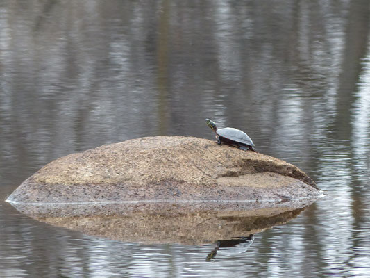 Tortue peinte au repos...