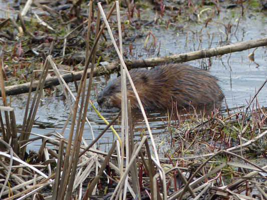 Les rats musqués (Ondatra zibethicus) sont des rongeurs d'assez grande taille qui fréquentent les marécages et les voies navigables d'Amérique du Nord. Le rat musqué est un animal pansu et grassouillet.