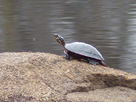La Tortue peinte (Chrysemys picta) est l'une des espèces de tortues les plus répandues d'Amérique du Nord. Elle vit dans les points d'eau stagnante, du sud du Canada à la Louisiane et le Nord du Mexique, et de l'Atlantique au Pacifique.