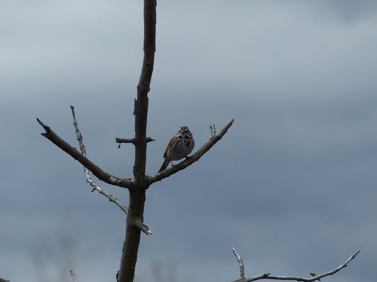 Bruant chanteur (Melospiza melodia) est un oiseau qui appartient à la famille des Emberizidés et à l'ordre des Passériformes.