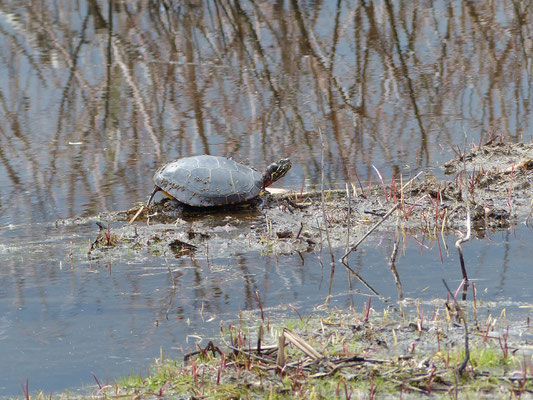 Tortue peinte au repos...