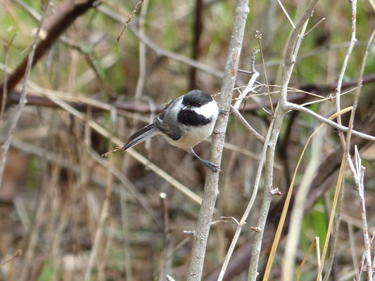 Mésange à tête noire.