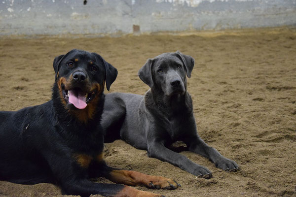 Rocco und Rotti-Freundin Clara