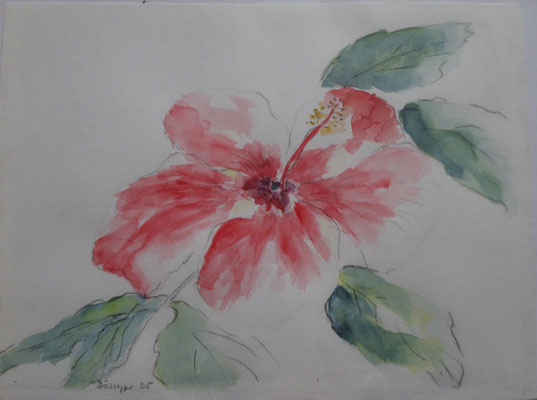 Hibiscus    CHF 300.-