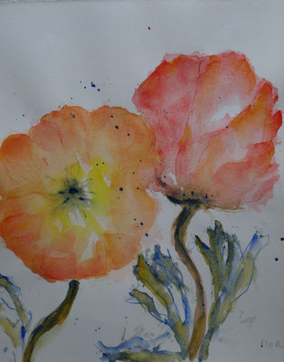 Mohn    CHF  320.-