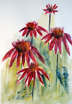 Eccinacea   CHF 350.-