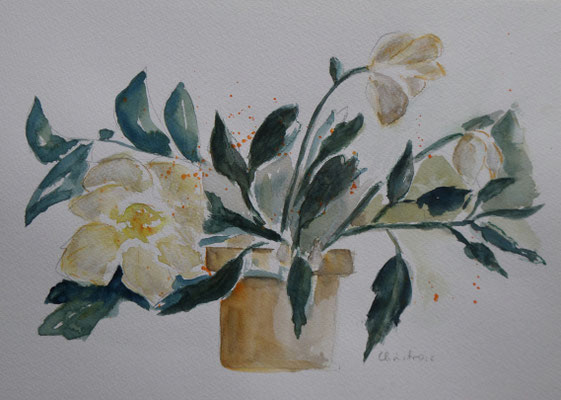 Christrose   CHF 370.-