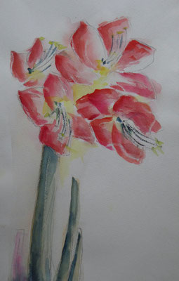 Amaryllis    CHF 370.-