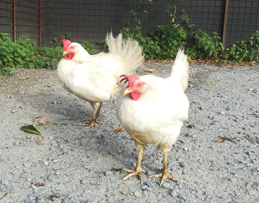 La famille poules