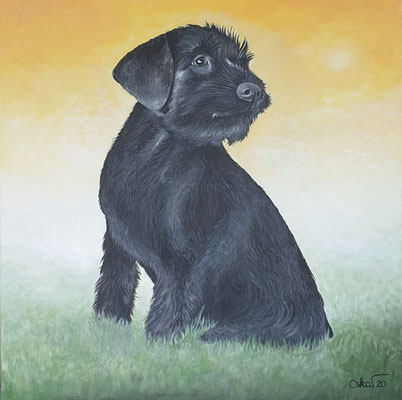 Unsere Zwergschnauzerdame, Tämi 80x80